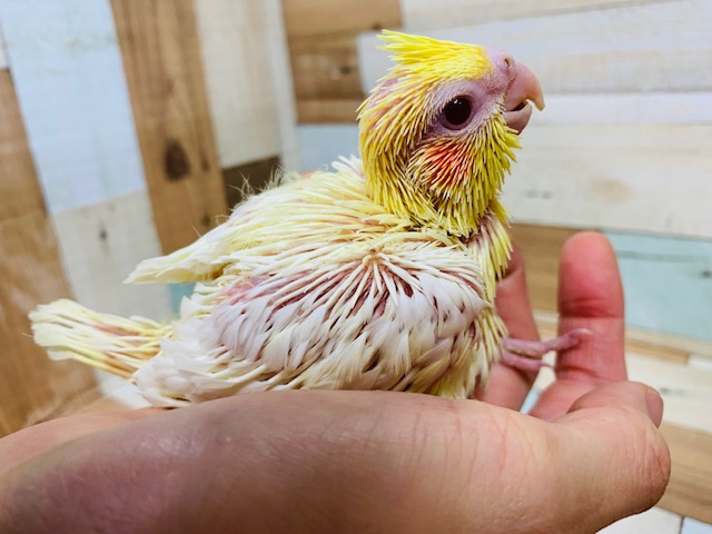 オカメインコ