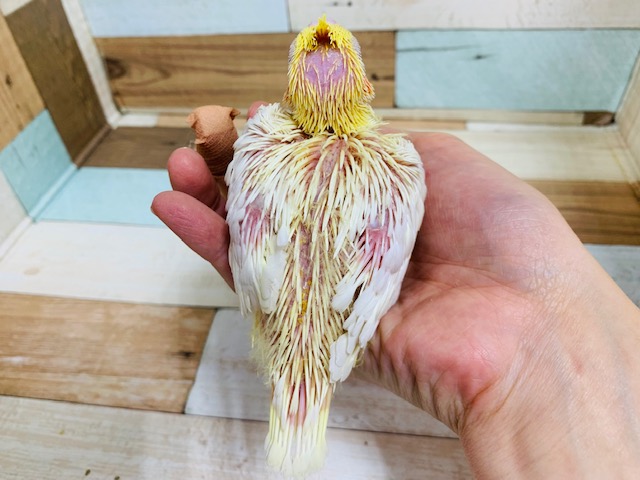オカメインコ