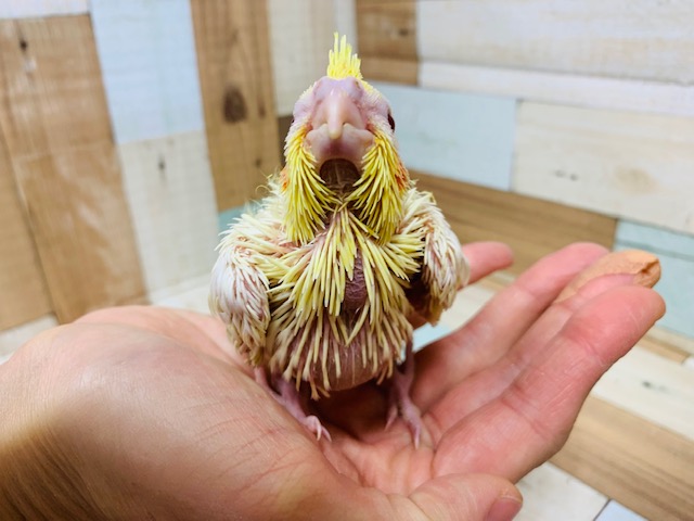 オカメインコ