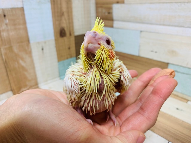 オカメインコ
