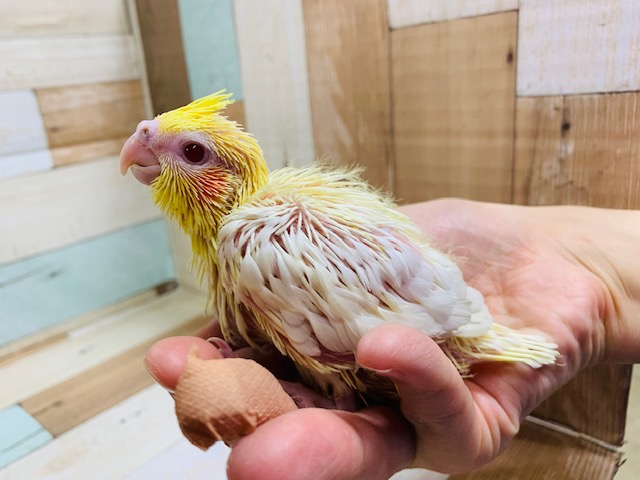 オカメインコ