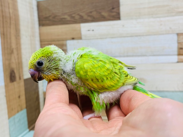 セキセイインコ