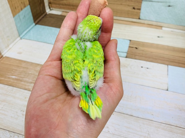 セキセイインコ
