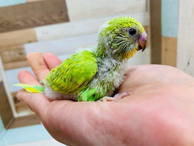 セキセイインコ