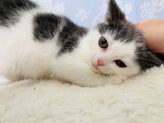 アメリカンショートヘア