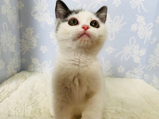 アメリカンショートヘア