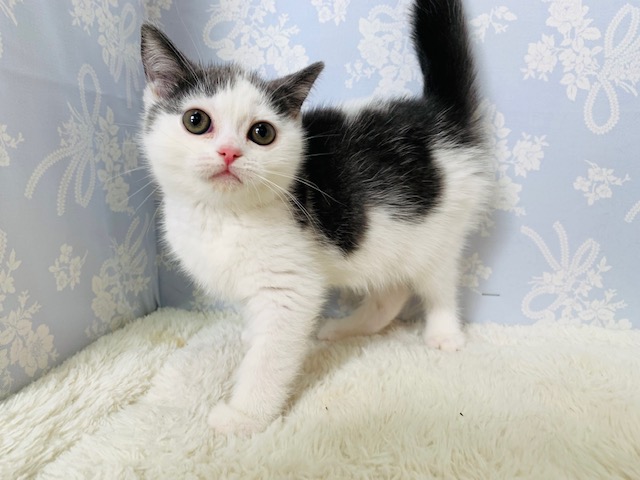 アメリカンショートヘア