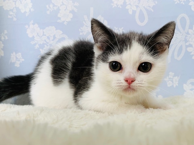 アメリカンショートヘア