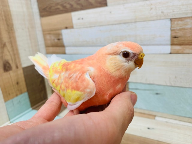 アキクサインコ（秋草インコ）