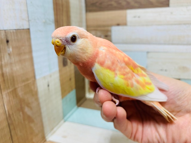 アキクサインコ（秋草インコ）