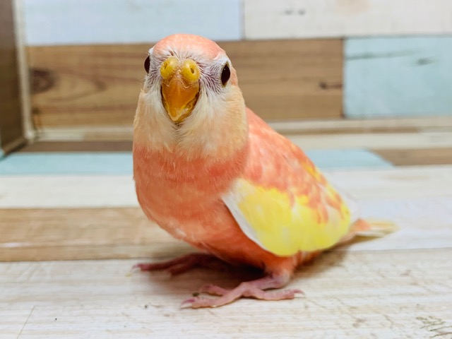 アキクサインコ（秋草インコ）