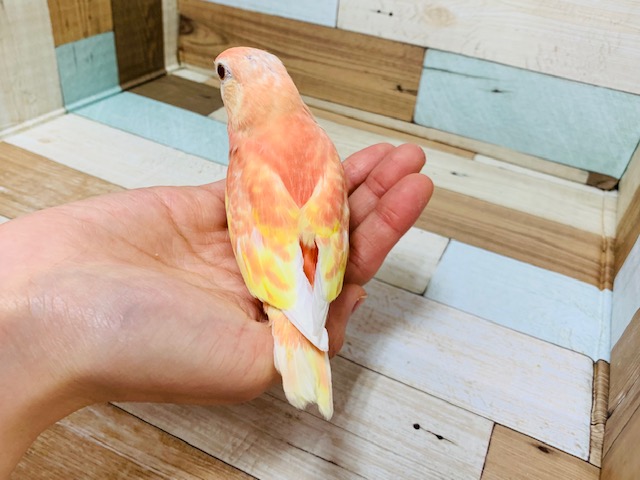 アキクサインコ（秋草インコ）