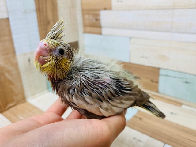 オカメインコ