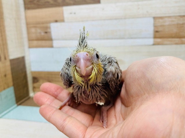 オカメインコ