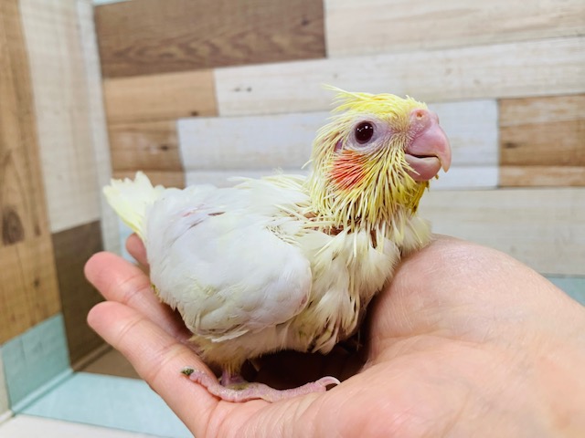 オカメインコ