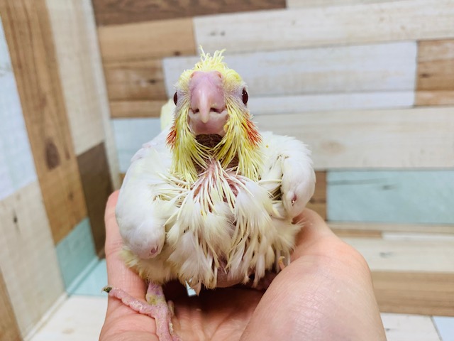 オカメインコ