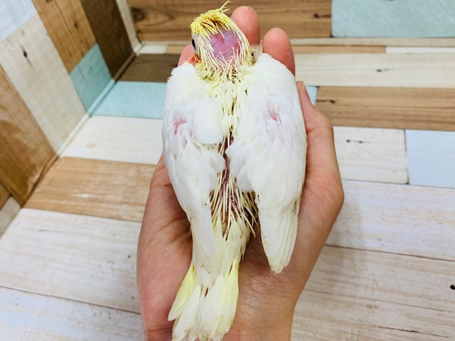 オカメインコ