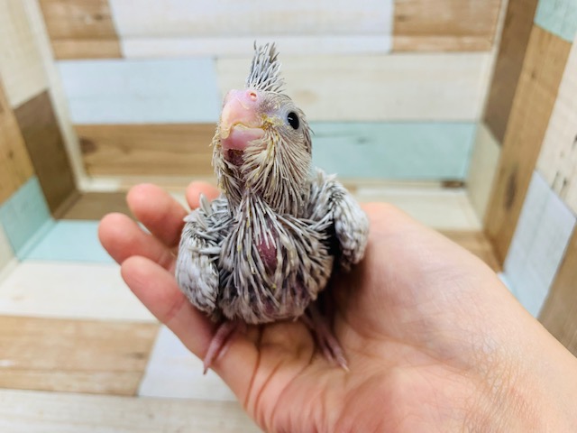 オカメインコ