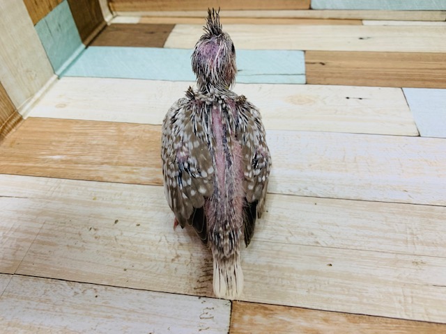 オカメインコ