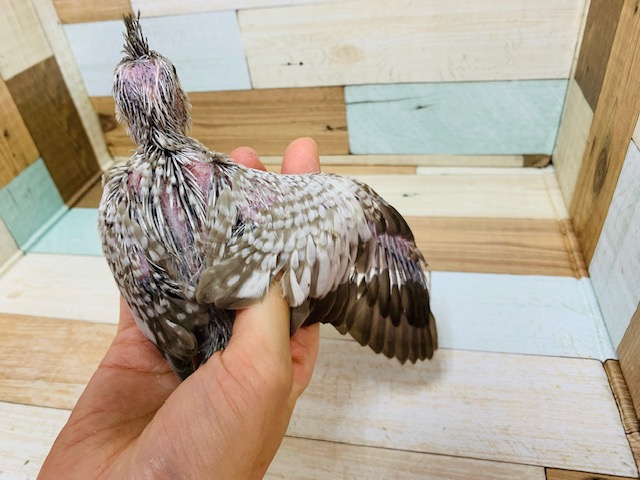 オカメインコ
