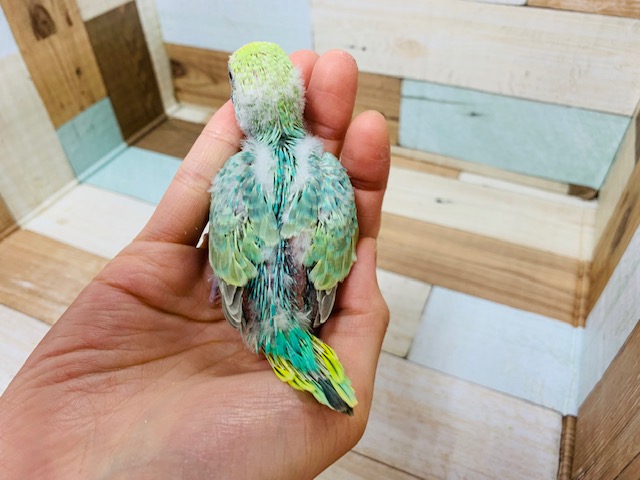 セキセイインコ