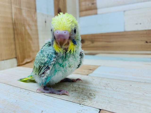 セキセイインコ
