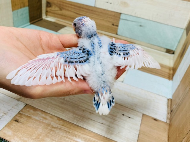 セキセイインコ