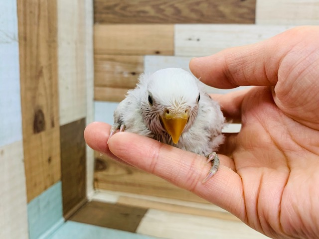 コザクラインコ（小桜インコ）