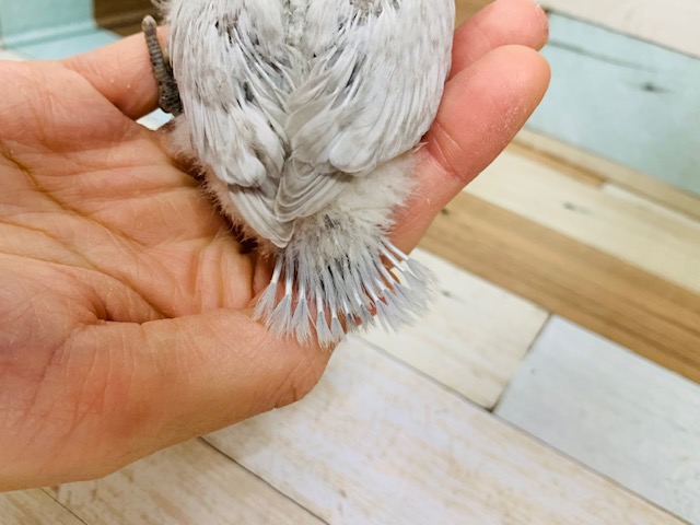 コザクラインコ（小桜インコ）
