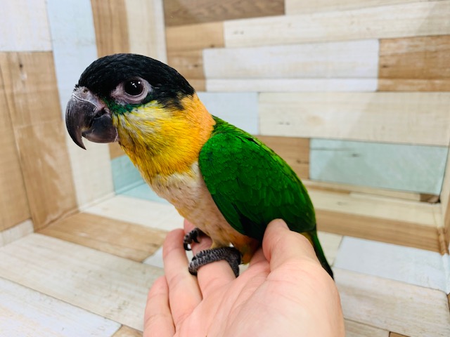 ズグロシロハラインコ