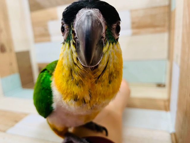 ズグロシロハラインコ