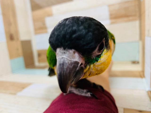 ズグロシロハラインコ