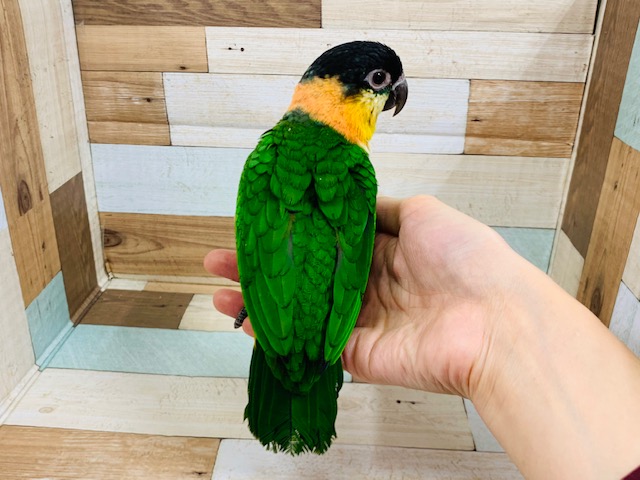 ズグロシロハラインコ