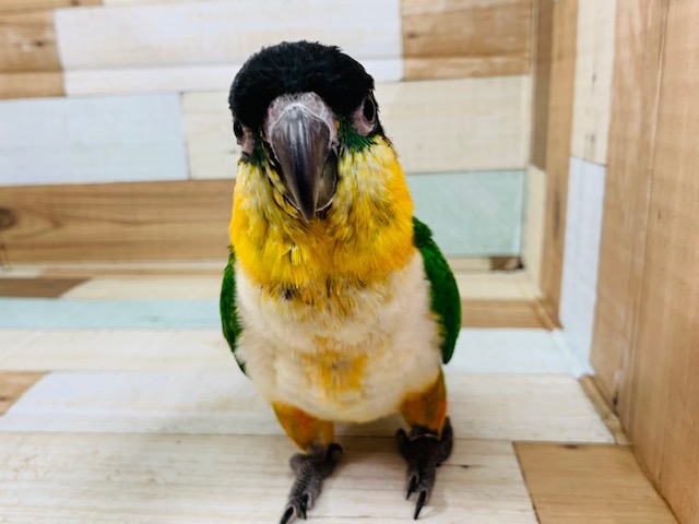 ズグロシロハラインコ