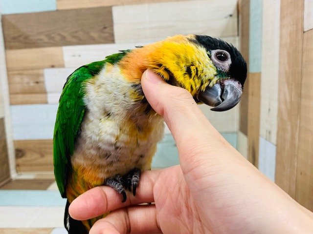 ズグロシロハラインコ