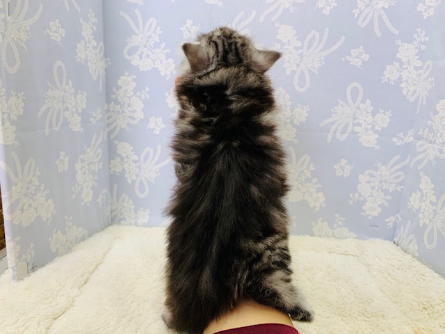 アメリカンショートヘア