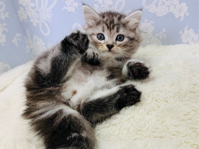 アメリカンショートヘア