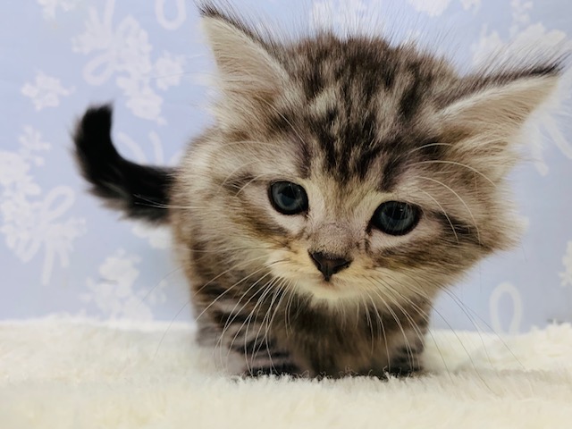 アメリカンショートヘア