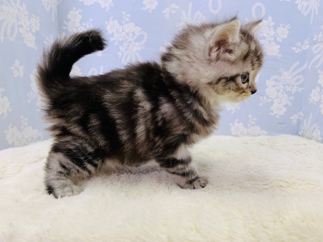 アメリカンショートヘア