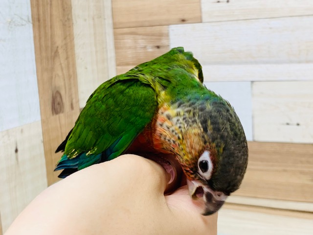 ワキコガネウロコインコ