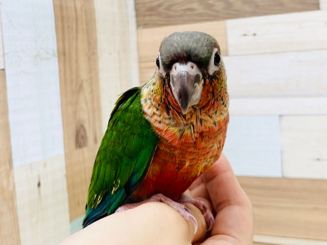 ワキコガネウロコインコ