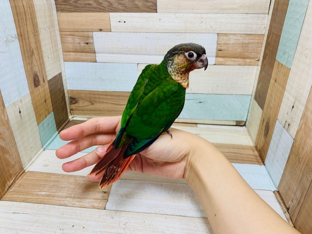 ワキコガネウロコインコ