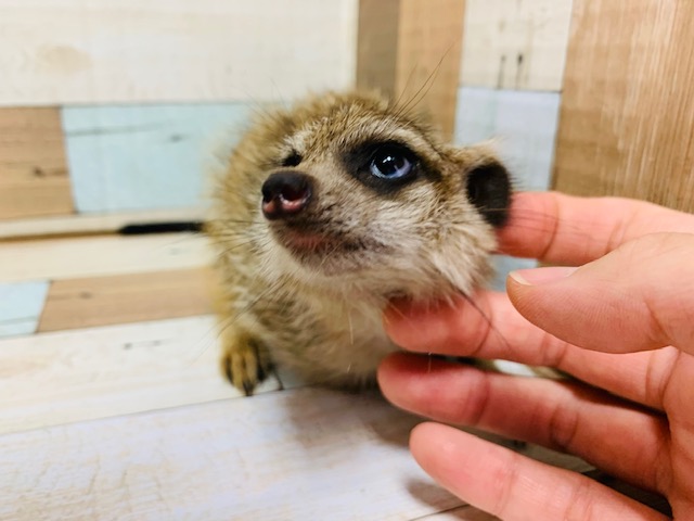 ミーアキャット