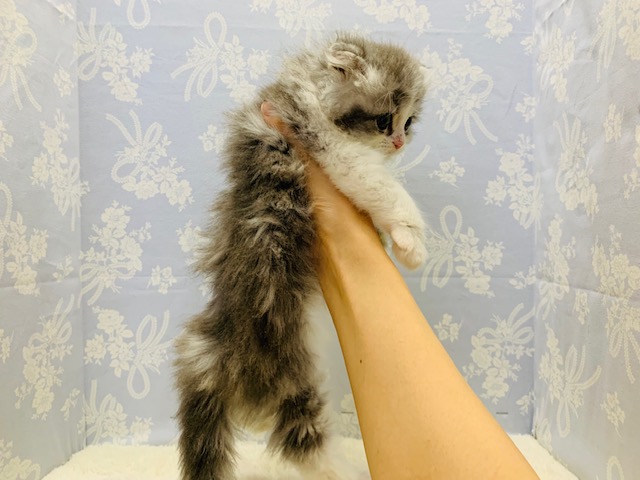 スコティッシュフォールド