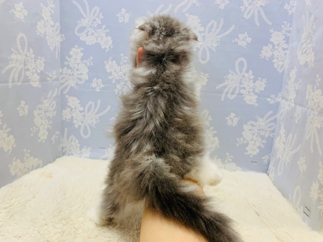 スコティッシュフォールド