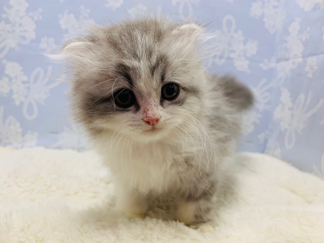 スコティッシュフォールド