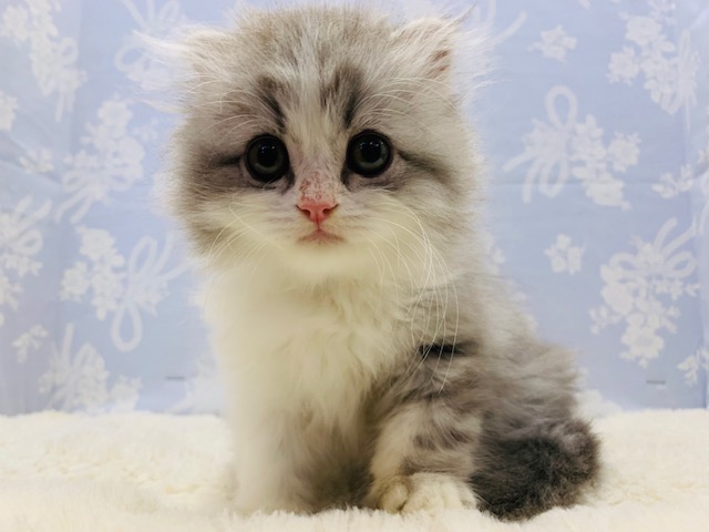 スコティッシュフォールド