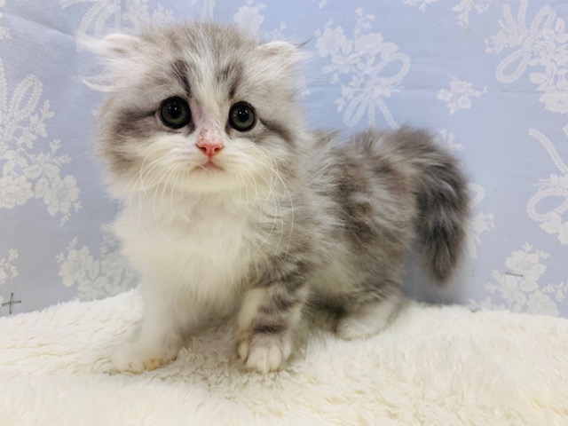 スコティッシュフォールド