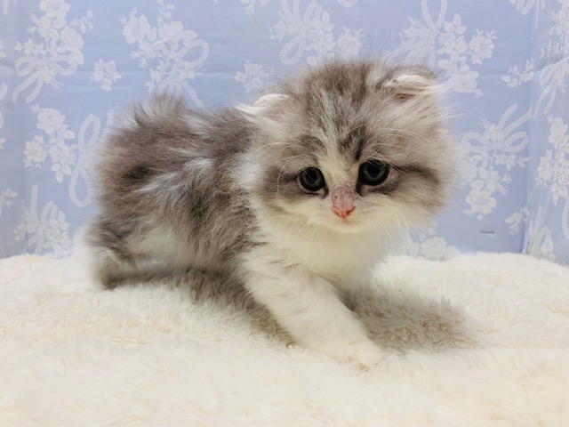 スコティッシュフォールド