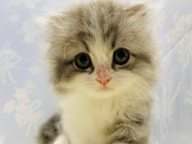 スコティッシュフォールド